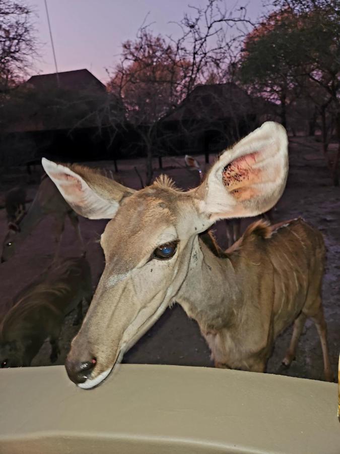 Ferienwohnung Kudus Crest Bush Retreat Marloth Park Exterior foto